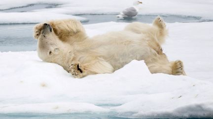 Un ours blanc s'&eacute;tire sur la banquise en Norv&egrave;ge, le 21 janvier 2014. (JANE DAGNALL / SOLENT NEWS / SIPA)