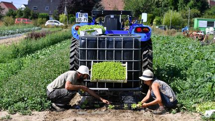 La récolte de légumes à la main dans une ferme bio à Hantay (Nord). (MAXPPP)