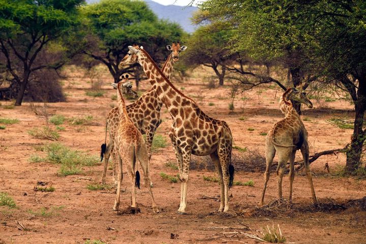 Les acacias assurent l'alimentation de nombreux animaux vivant dans la savane. (PHILIPPE ROYER / ONLY WORLD)