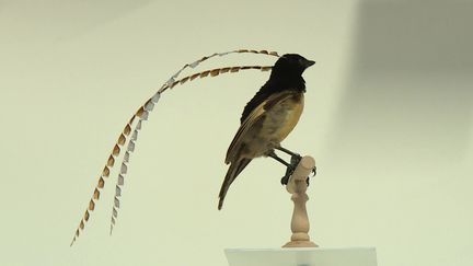 L'exposition 'L'oiseau rare" en préparation au Musée des Confluence (France 3)