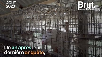 En 2019, One Voice portait plainte contre cet élevage de visons situé en Eure-et-Loir. Un an plus tard, rien ne semble avoir changé dans la "ferme de l'horreur". Voici les nouvelles images révélées par l'association.