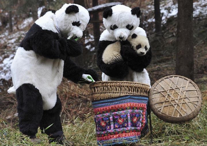 Des scientifiques d&eacute;guis&eacute;s approchent un b&eacute;b&eacute; panda, le 20 f&eacute;vrier 2011 &agrave; Wolong (Chine). (CHINA DAILY / REUTERS)