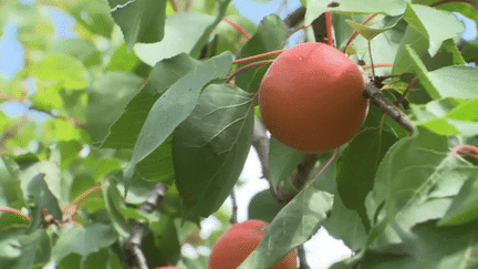 Consommation : les producteurs de fruits et légumes appellent à consommer français (France 2)