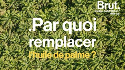 Responsable de déforestation, d'érosion des sols et de fortes émissions de gaz à effet de serre, l'huile de palme est pourtant l'huile la plus produite au monde.