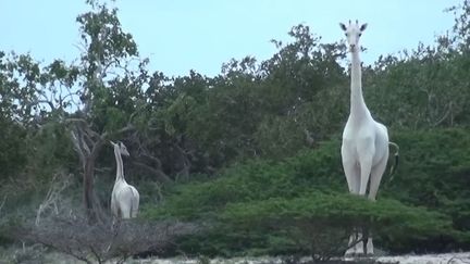 Girafes blanches dans le parc kényan d'Ishahini Hirola  (Capture d&#039;écran Youtube - Hirola Conservation Program )