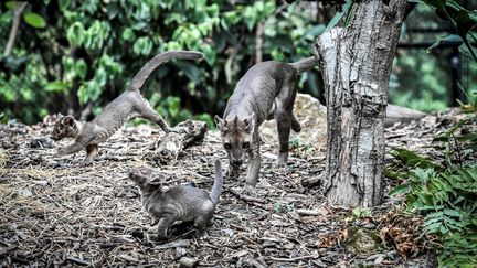 Des bébés fossas photographiées avec leur mère, le 24 août 2018, au parc zoologique de Paris. (STEPHANE DE SAKUTIN / AFP)