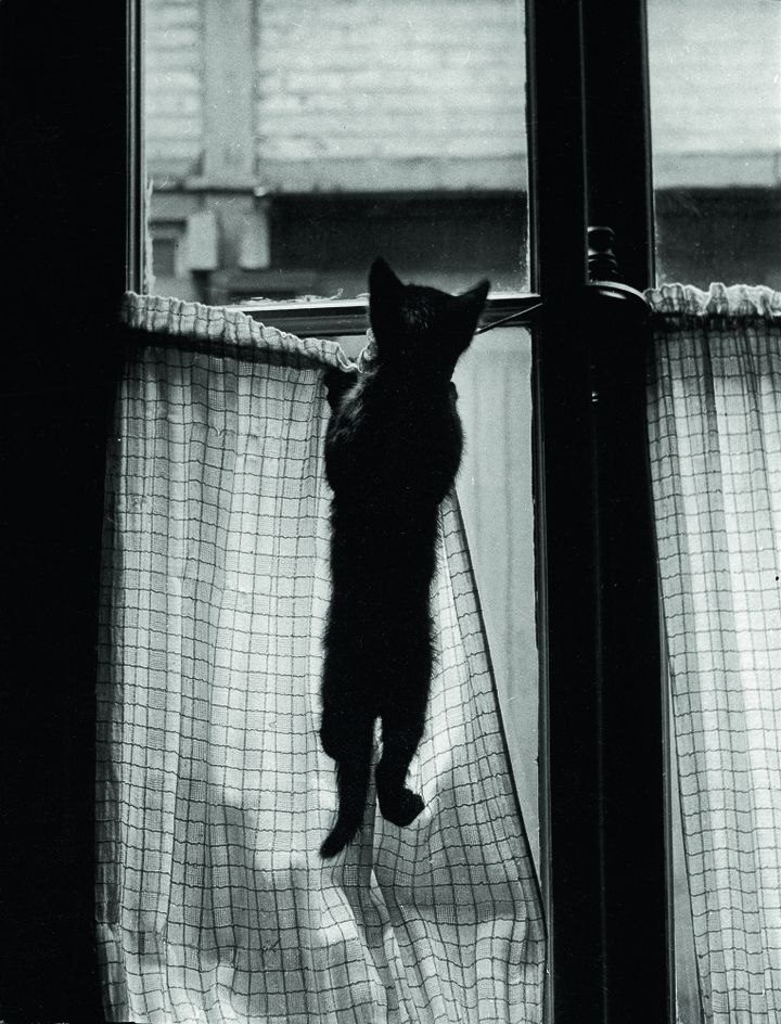 "Les chats" de Willy Ronis page 87
 (Ronis-Flammarion)