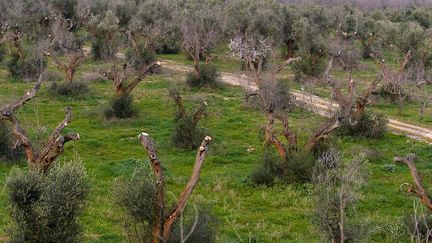 La bactérie xylella fastidiosa ravage les oliviers en très peu de temps. (TIZIANA FABI / AFP)