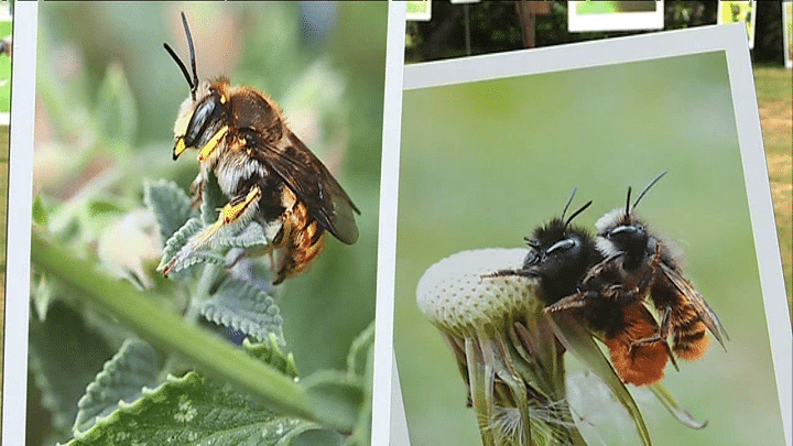 Les abeilles de Philippe Boyer.
 (Capture d&#039;écran France 3 Pays de la Loire )