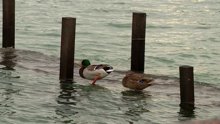 À Annecy, le lac déborde après les fortes pluies et la fonte des neiges