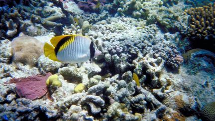 Photo prise sur le site de la grande barri&egrave;re de corail (Australie) le 21 janvier 2009. (AFP / PHOTOS.COM / JUPITERIMAGES)