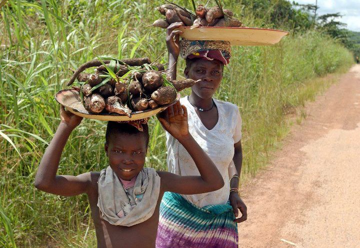 Les femmes portent leur récolte de manioc sur leur tête, sur la route qui mène de Koidu à Freetown, en Sierra Leone, en novembre 2004. (THOMAS SCHULZE / dpa-Zentralbild / DPA)