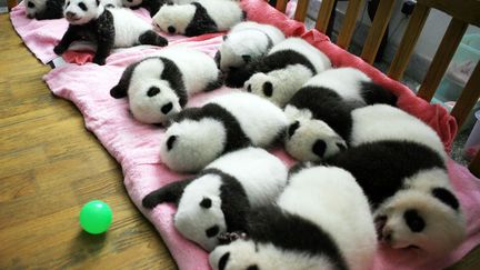 Des b&eacute;b&eacute;s panda dans une nurserie &agrave; Chengdu (Chine), le 26 septembre 2011. (AFP)