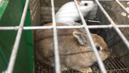 Abandonnés dans leur élevage de Haute-Loire,&nbsp;7&nbsp;000&nbsp;rongeurs cherchent un foyer. (NÉRISSA HÉMANI / RADIOFRANCE)