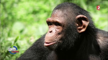 VIDEO. "13h15". La renaissance de Lucky dans un parc naturel du Gabon