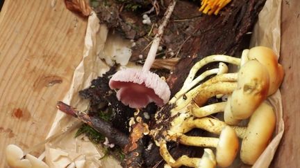 Alsace : Eguisheim, le village des champignons (France 2)