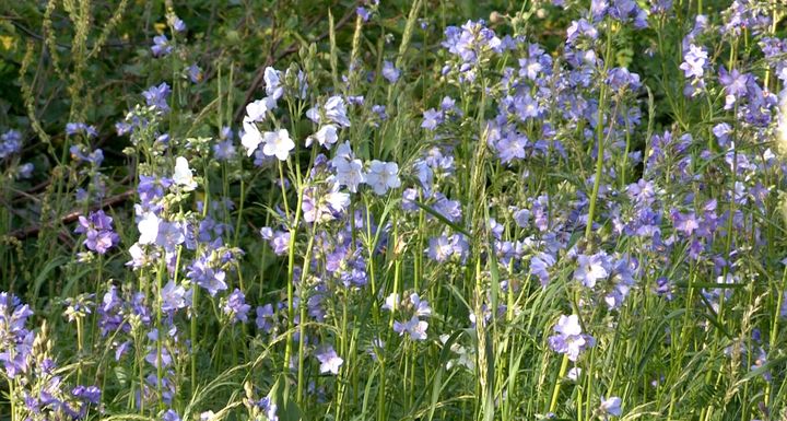 La polémoine bleue (Polemonium caeruleum), une vivace nectarifère, est protégée au niveau national.&nbsp; (ISABELLE MORAND / RADIO FRANCE / FRANCE INFO)