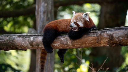 Un panda roux au zoo de Lille, le 2 juillet 2019. (PASCAL BONNIERE / MAXPPP)