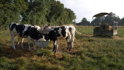 Transmitted by biting midges, epizootic hemorrhagic disease mainly affects deer and cattle.  A farm in Montaigu-Vendée (Pays-de-la-Loire) on July 2, 2023. (MATHIEU THOMASSET / HANS LUCAS / AFP)