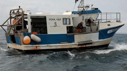 Il y a trois ans, le poulpe envahissait les côtes bretonnes, et les pêcheurs avaient carte blanche pour limiter sa prolifération. Aujourd'hui, il s'est raréfié à tel point que sa pêche est interdite tout l'été dans le Finistère sud.