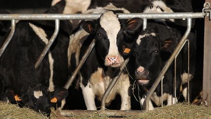 Des vaches dans une ferme bio, le 19 février 2016. (CHARLY TRIBALLEAU / AFP)