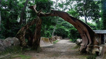 Le territoire des Yorubas était recouvert de bois sacrés, mais au fil du XXe siècle, la plupart ont disparu. Osun-Oshogbo est l’une des dernières forêts primaires qui subsistent en Afrique de l’Ouest. 400 espèces de plantes y poussent dont près de la moitié ont des propriétés médicinales.&nbsp; &nbsp; (PIUS UTOMI EKPEI / AFP)