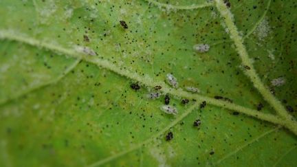  Le tigre du platane, Corythucha ciliata, un insecte proche des punaises attaque les feuilles des platanes. (SNHF)