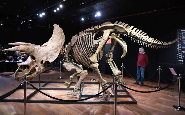 "Big John", le triceratops vendu aux enchéres le jeudi 21 octobre 2021 à l'hôtel Drouot à Paris. (MAXPPP)