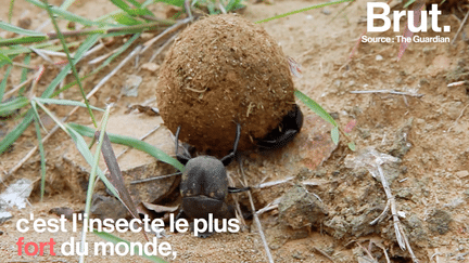 Derrière ses moeurs si particulières et peu ragoûtantes, le bousier tient en réalité une place indispensable dans la biodiversité.