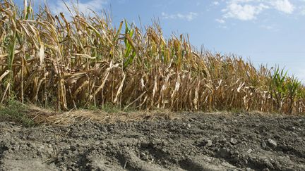 Agriculture : la sécheresse fait mal