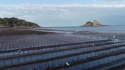 Bretagne : Le secret des huîtres de Cancale, prisées depuis l'Antiquité