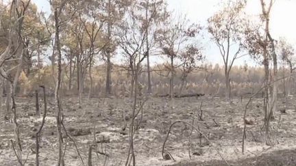 Incendies en Gironde : les feux en passe d'être contenus ?