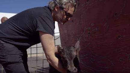 Joaquin Phoenix sauve un veau et sa mère de l'abattoir, le 10 février 2020, en Californie (Etats-Unis). (capture d'écran vidéo de l'ONG The Farm Sanctuary)&nbsp; (THE FARM SANCTUARY)