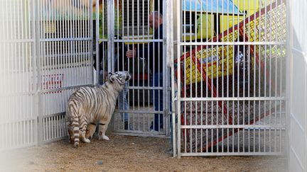 Un tigre du Cirque Franco-Belge, dans sa cage, à Marignane le 19 novembre 2023. (NICOLAS TUCAT / AFP)