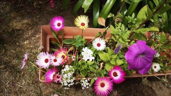 Une carte plantée, une jardinière bien habitée !&nbsp; (ISABELLE MORAND / DR / RADIO FRANCE / FRANCE INFO)