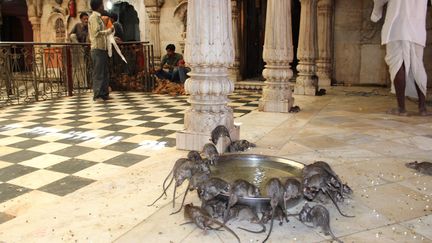 Depuis le XVe&nbsp;siècle, les Rajasthanais, et plus largement tous les Indiens, vénèrent les rongeurs dans le temple de Karni Mata, situé près de la ville de Bikaner. (LUIS ?NGEL REGLERO / EFE)