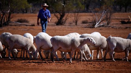 Des moutons dans l'Etat du Queensland, en Australie, victime de la sécheresse&nbsp; (DAVID GRAY / X00503)