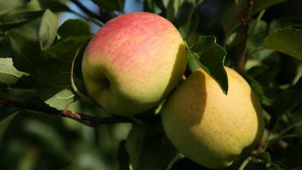 La Golden du Limousin (pomme-limousin.org)