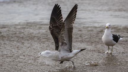 Une mouette&nbsp;gênée par un sac en plastique à Valparaiso (Chili), le 17 juillet 2018.&nbsp; (CLAUDIO REYES / AFP)