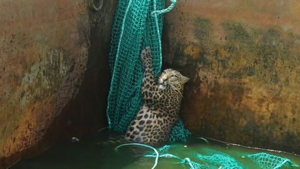 Un l&eacute;opard s'accroche &agrave; un filet de p&ecirc;che apr&egrave;s &ecirc;tre tomb&eacute; dans un r&eacute;servoir &agrave; Haskhowa (Inde), le 20 juin 2012. (DIPTENDU DUTTA / AFP)