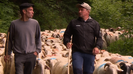 Intempéries dans la vallée d'Aspe : la transhumance impactée (France 2)