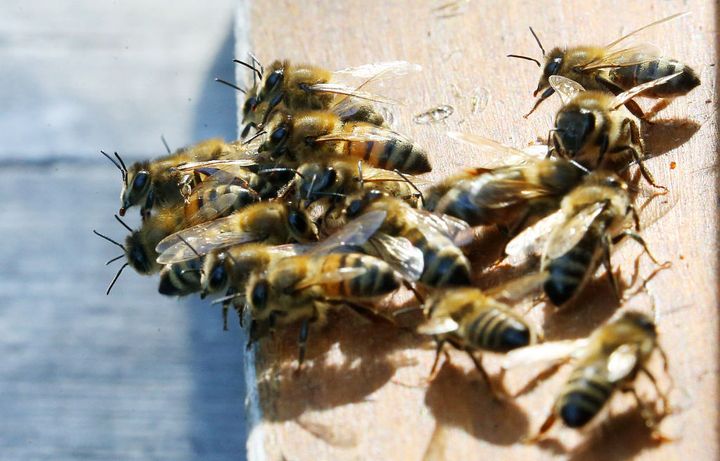 On dit que si les abeilles disparaissaient de la surface du globe, l'être humain n'aurait plus que quatre années à vivre... (DPA / PICTURE ALLIANCE VIA GETTY)