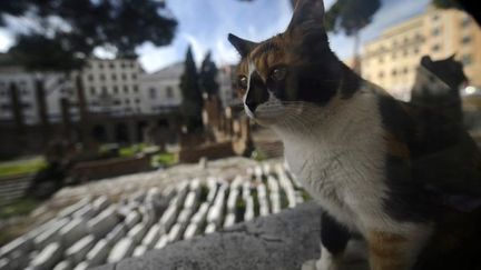 Un chat des ruines romaines de l&#039;Area Sacra, à Rome
 (FILIPPO MONTEFORTE / AFP)