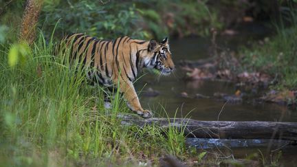 Un jeune tigre du Bengale traverse une rivière, dans le parc national de&nbsp;Bandhavgarh, en Inde, le 25 août 2014. (THEO ALLOFS / MINDEN PICTURES / AFP)