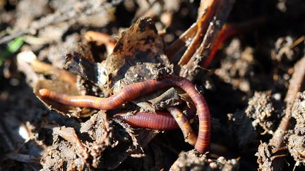 Les lombrics contribuent à plus de 6% du rendement céréalier, et à plus de 2% de toutes les légumineuses produites dans le monde, selon une étude parue dans la revue "Nature". (PHILIPPE VACHER / MAXPPP)