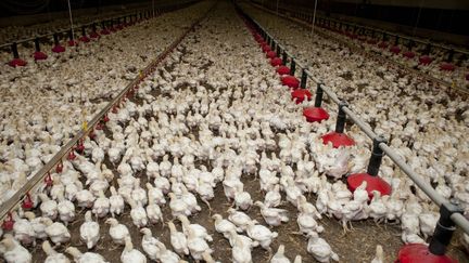 Des poulets d'élevage dans une exploitation avicole, le 1er juin 2012. (MAXPPP)