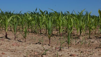 Dans ce champs de maïs vendéen, à Montaigu, la terre est craquelée par le manque d'eau, le 16 juin 2022 (MATHIEU THOMASSET / HANS LUCAS)