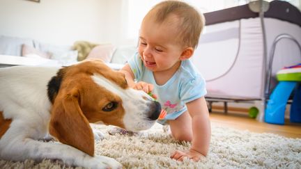 Grandir avec un chien&nbsp;protègerait les&nbsp;membres d'une même famille contre la maladie de Crohn.&nbsp; (PRZEMYSLAW ICIAK / EYEEM / GETTY IMAGES)