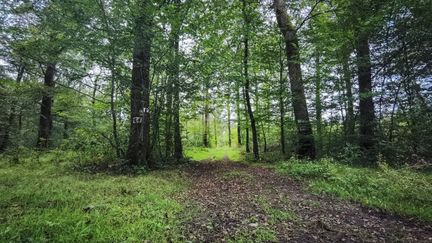 Plusieurs chercheurs sont parvenus à estimer avec précision de combien de degrés les arbres nous protègent. (JEAN-FRANÇOIS FERNANDEZ / FRANCE-BLEU BESANÇON)