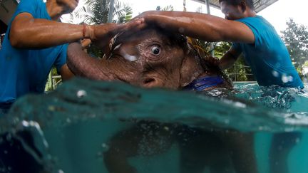 VIDEO. Thaïlande : un éléphanteau reçoit une cure thermale pour soigner sa patte